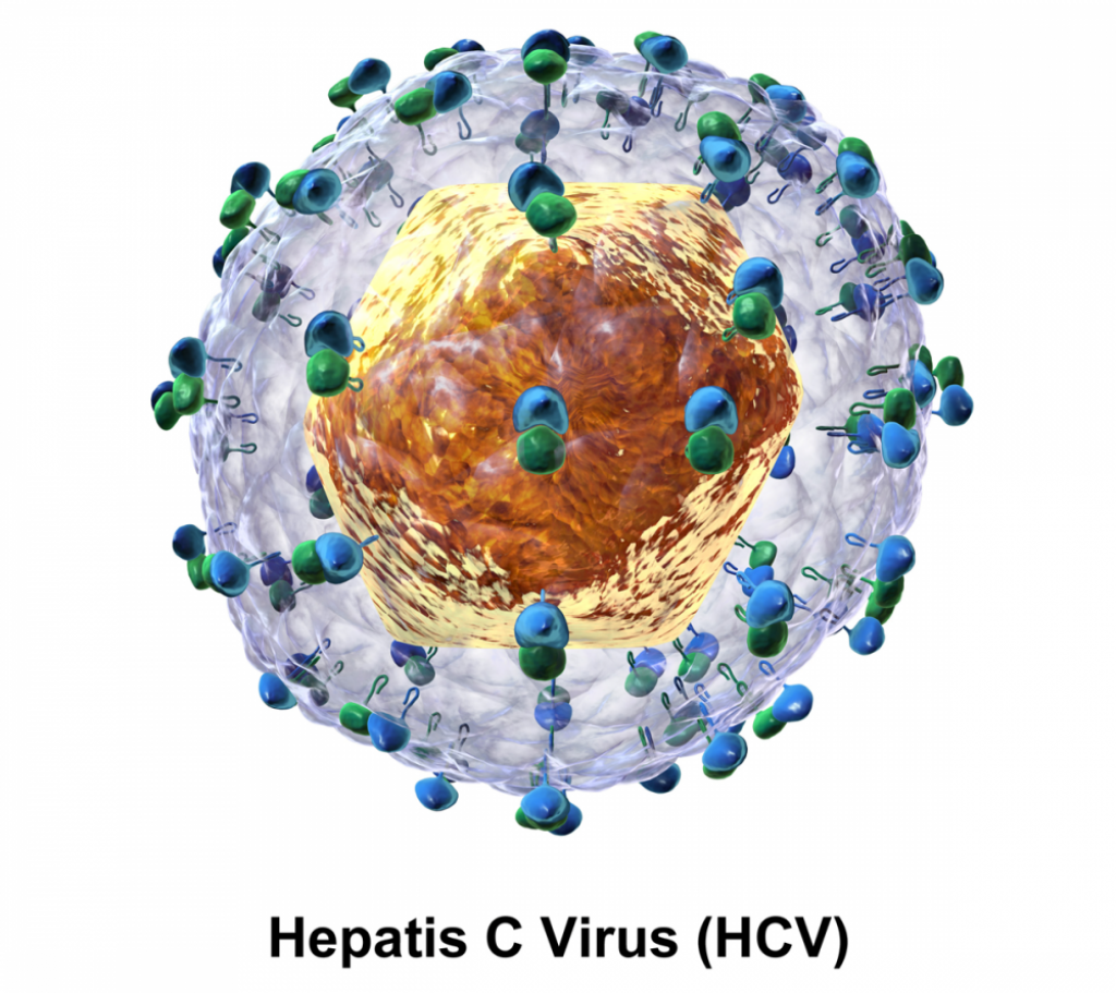 Apakah Hepatitis C Dapat Kambuh? | Puskesmaskutaselatan Badung