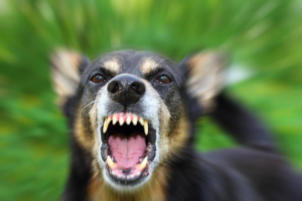 5 Gejala Rabies Setelah Digigit Anjing yang Perlu Diwaspadai | Puskesmaskutaselatan Badung